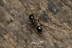 Pheidole variabilis praedo