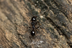 Pheidole variabilis praedo