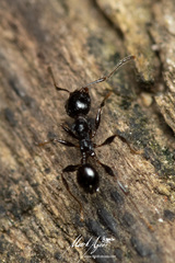 Pheidole variabilis praedo