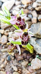 Ophrys scolopax