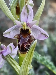 Ophrys scolopax