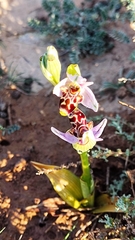Ophrys scolopax