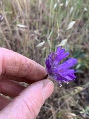 Dichelostemma congestum