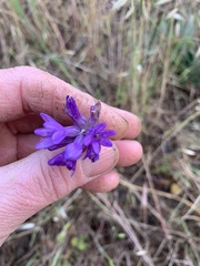 Dichelostemma congestum