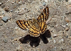 Epelis truncataria