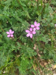Erodium cicutarium