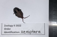 Poecilometis strigatus