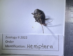 Poecilometis strigatus