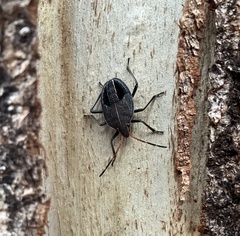 Poecilometis strigatus