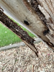 Poecilometis strigatus