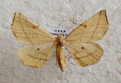 Hypoxystis pulcheraria