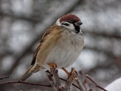 Passer montanus