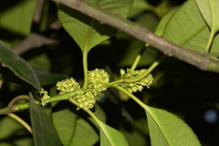 Ilex latifolia