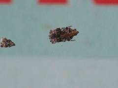 Cyclosa confusa