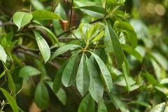 Photinia bodinieri