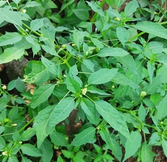 Physalis minima