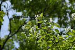 Chionanthus retusus
