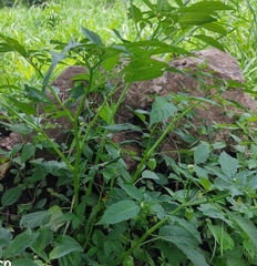 Physalis minima