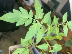 Solanum