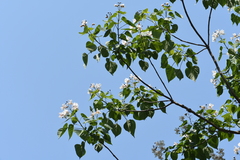 Catalpa bungei