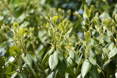 Phoebe chekiangensis