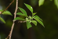 Maclura tricuspidata