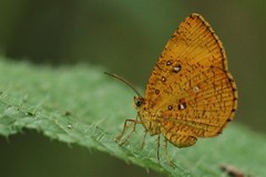 Tetragonus lycaenoides