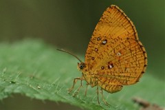 Tetragonus lycaenoides