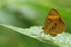 Tetragonus lycaenoides