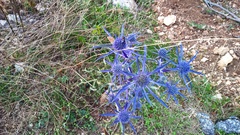 Eryngium amethystinum
