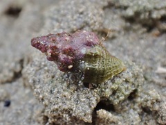 Phycothais reticulata