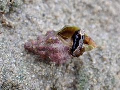 Phycothais reticulata