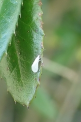 Insecta