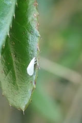 Insecta