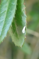 Insecta