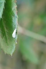 Insecta
