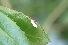 Insecta