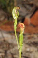 Pterostylis furva