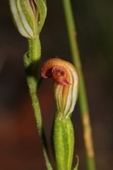 Pterostylis furva