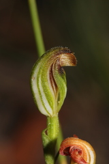 Pterostylis furva