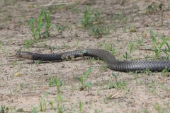 Naja nigricollis