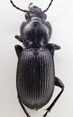 Pterostichus isabellae