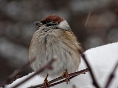 Passer montanus