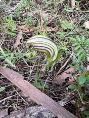 Pterostylis truncata