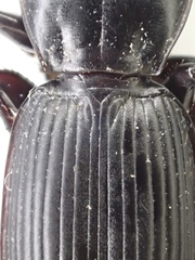 Pterostichus isabellae