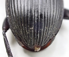 Pterostichus isabellae