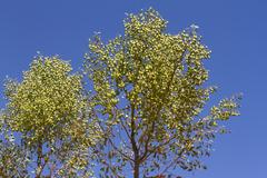 Codonocarpus cotinifolius