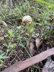 Pterostylis truncata