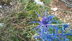 Eryngium amethystinum