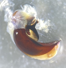 Pterostichus isabellae